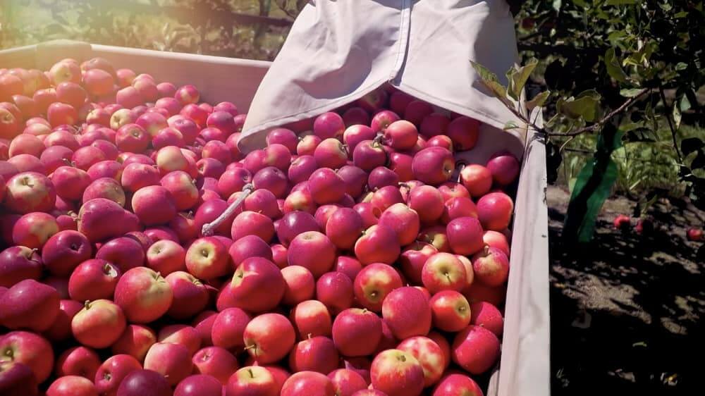 中国电商巨头“圈地”新西兰优质农产品：乐淇苹果一半运中国