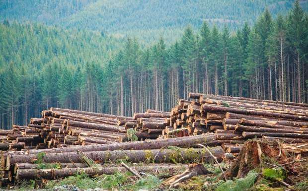 连锁反应：中国对新西兰木材需求减少所释放出来的经济信号