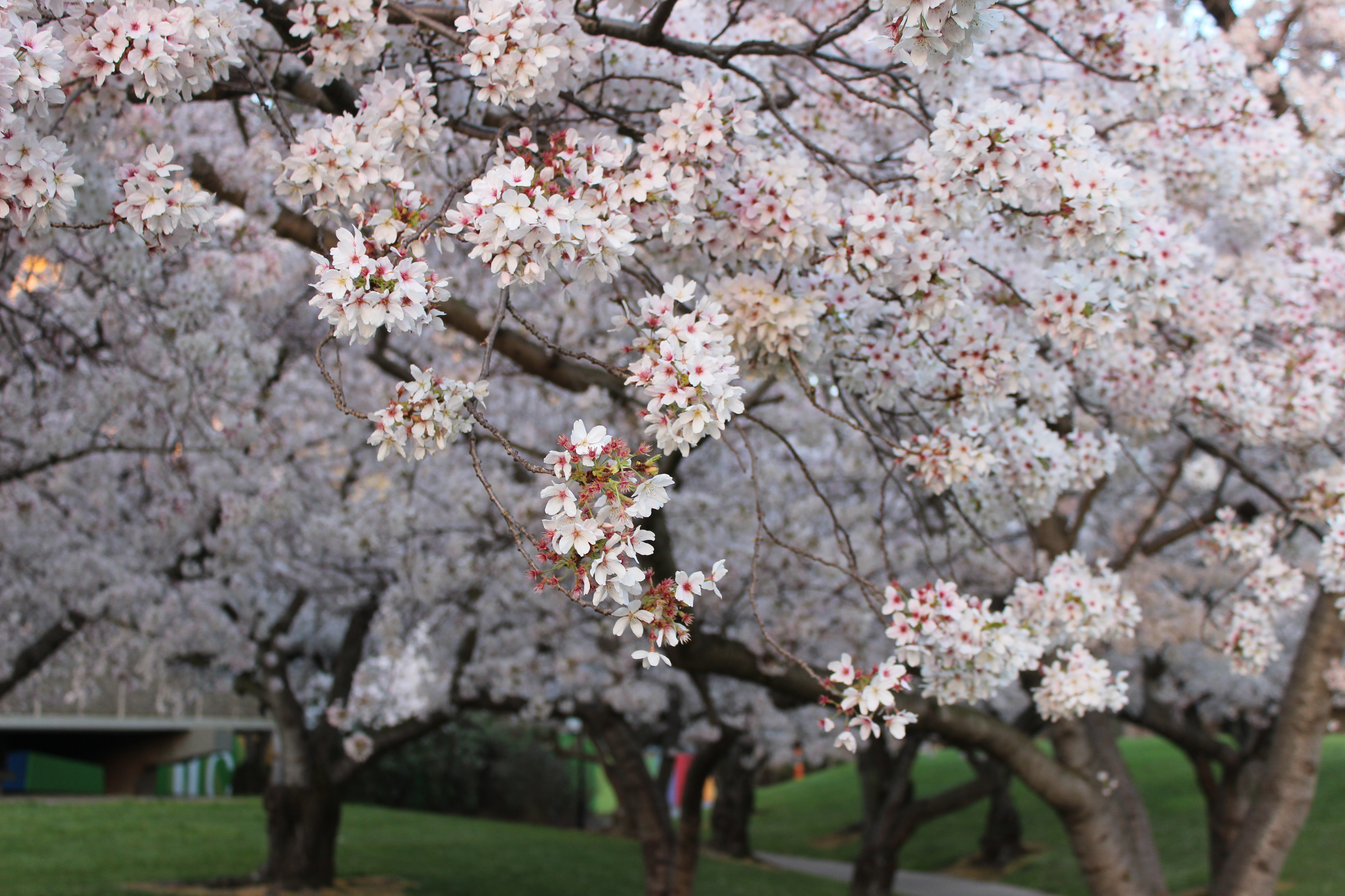 花都开好了，快来坎特伯雷大学赏樱花吧！