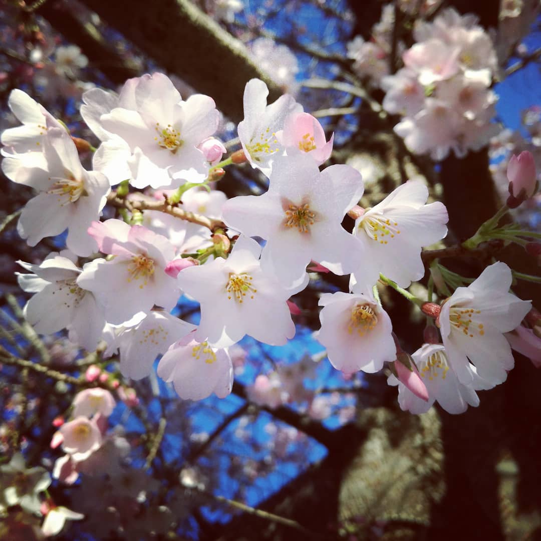 基督城花象预报：坎特伯雷大学樱花已经绽放40%，预计本周末全部盛开