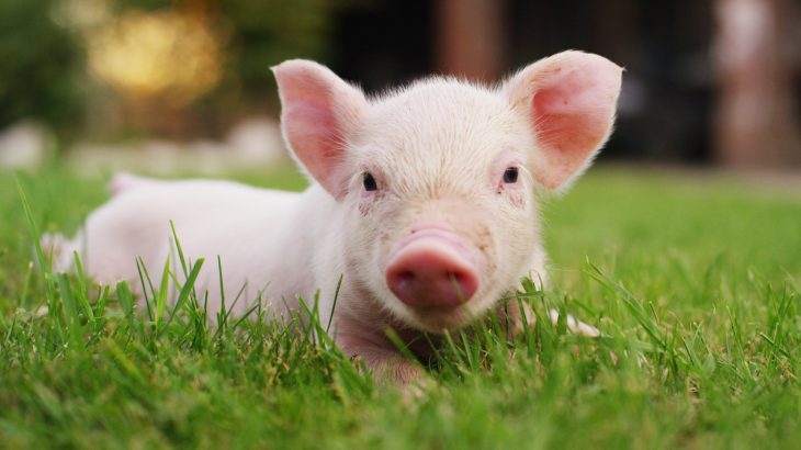 应对非洲猪瘟威胁，新西兰升级生物安全保障