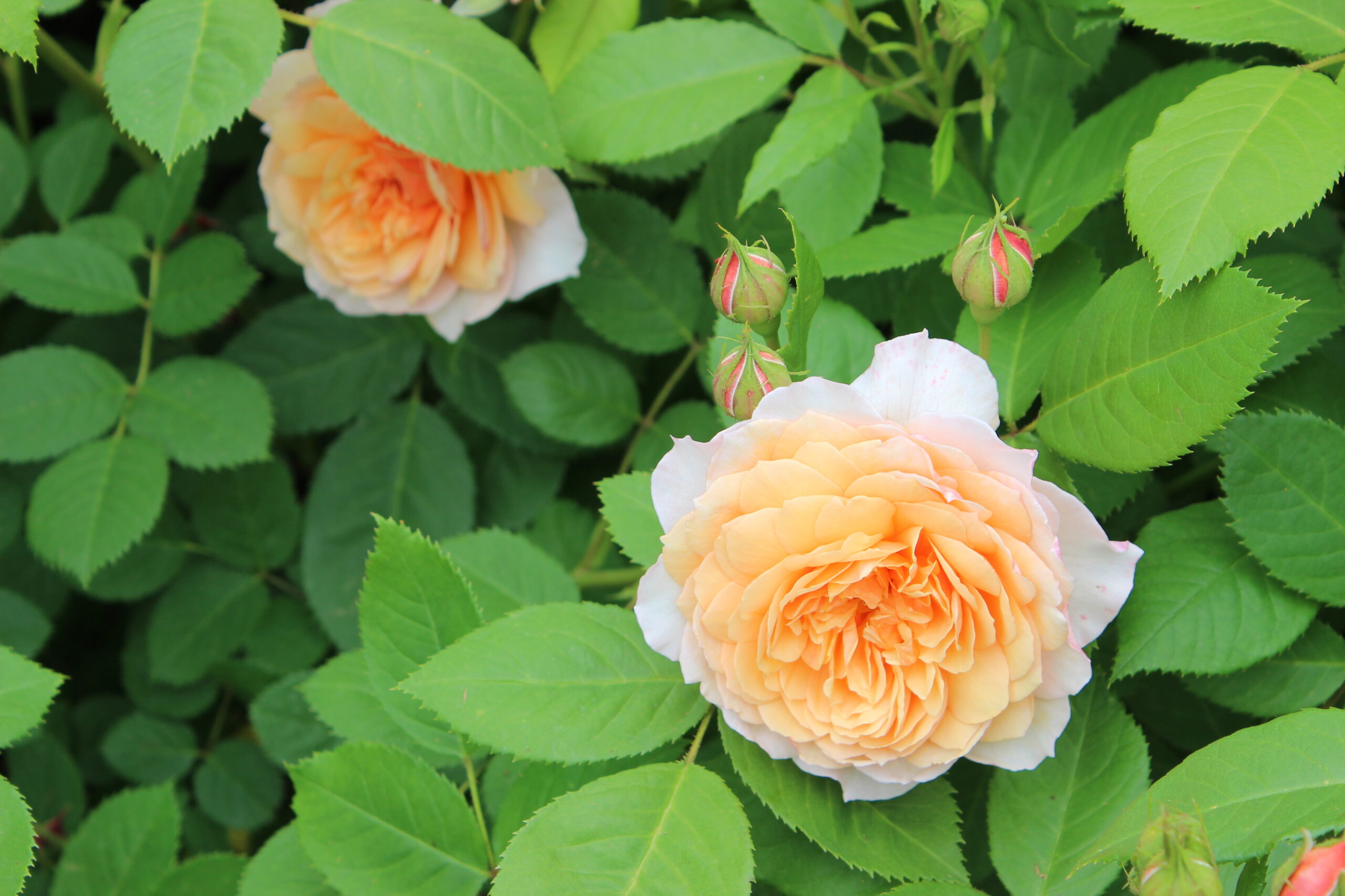 海格力公园的玫瑰之约：基督城夏日必去景点之一