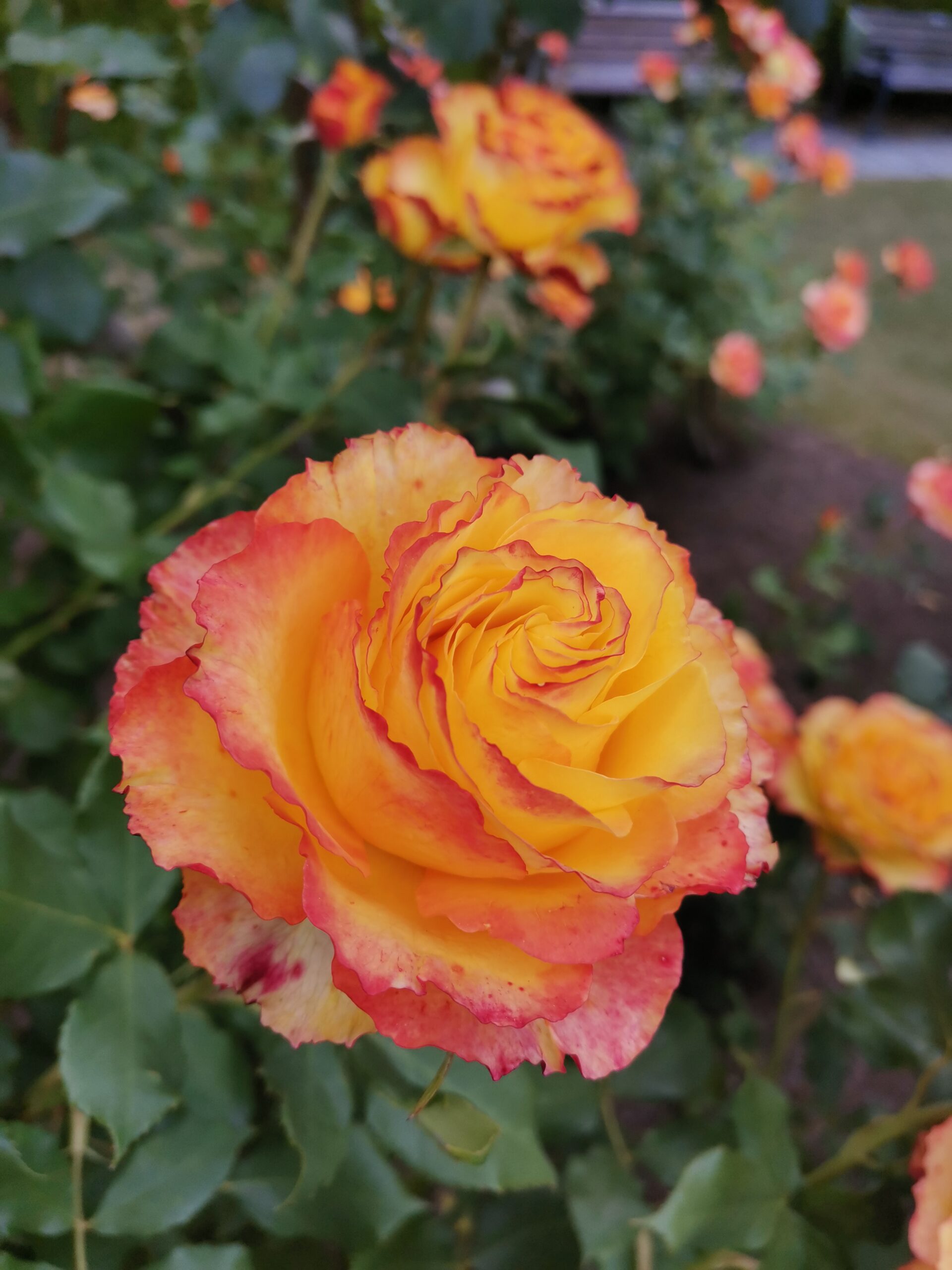 上帝的玫瑰园，带大家云赏花（2020.11.14）