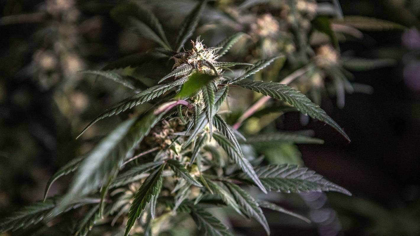 基督城一民居内发现种植有大麻