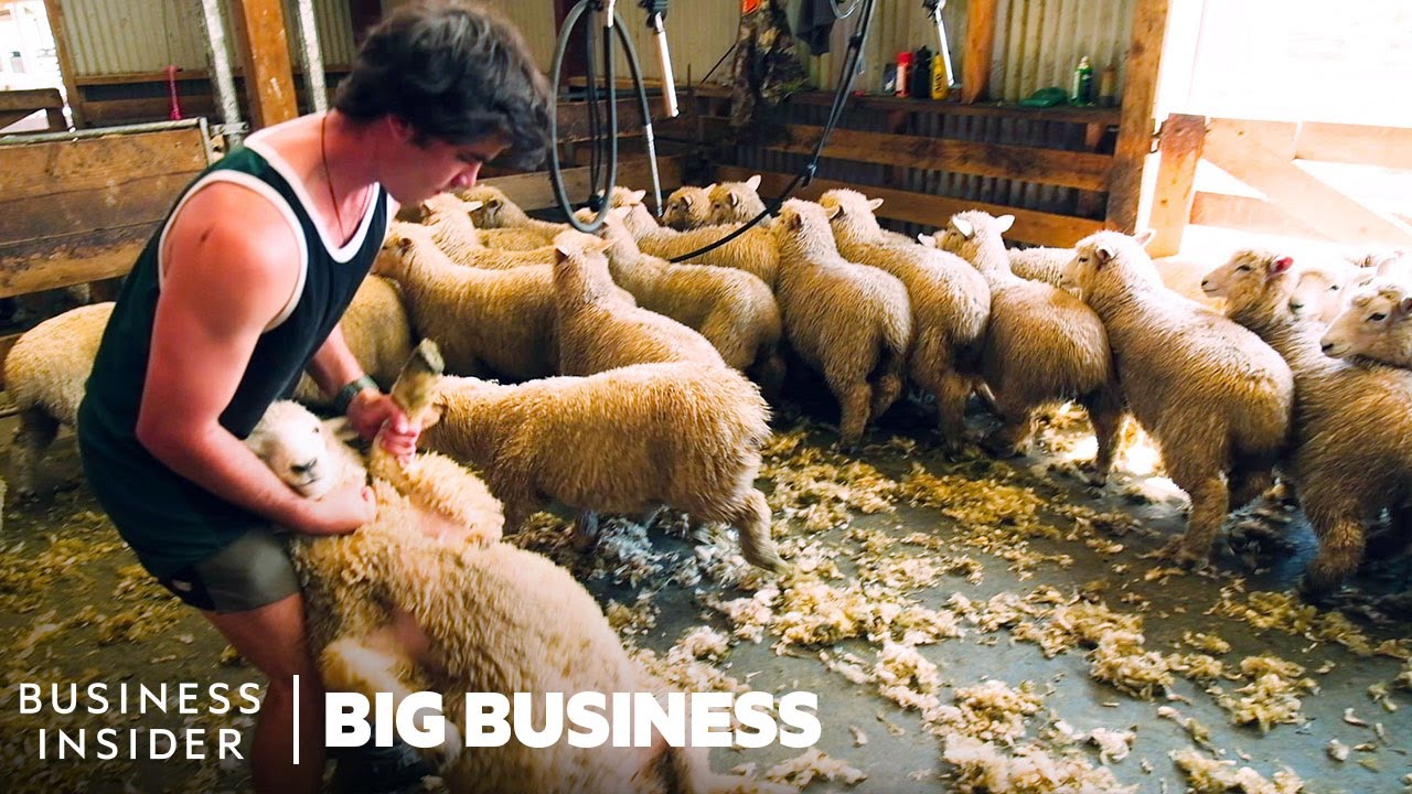 How China-US trade war impact NZ’s wool industry | Business Insider