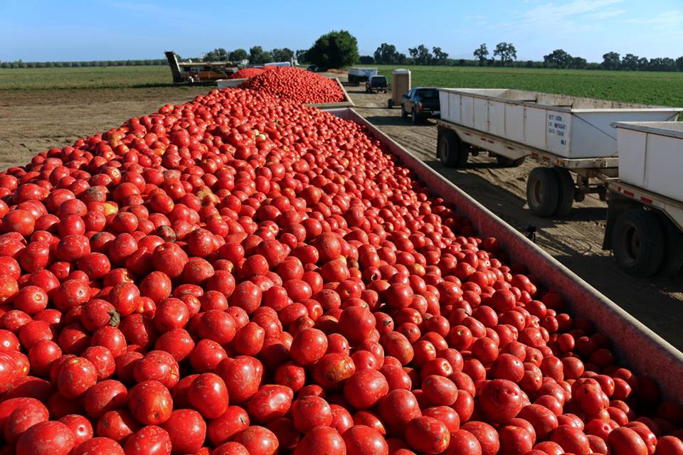 农场百科001：如何大规模种植西红柿？