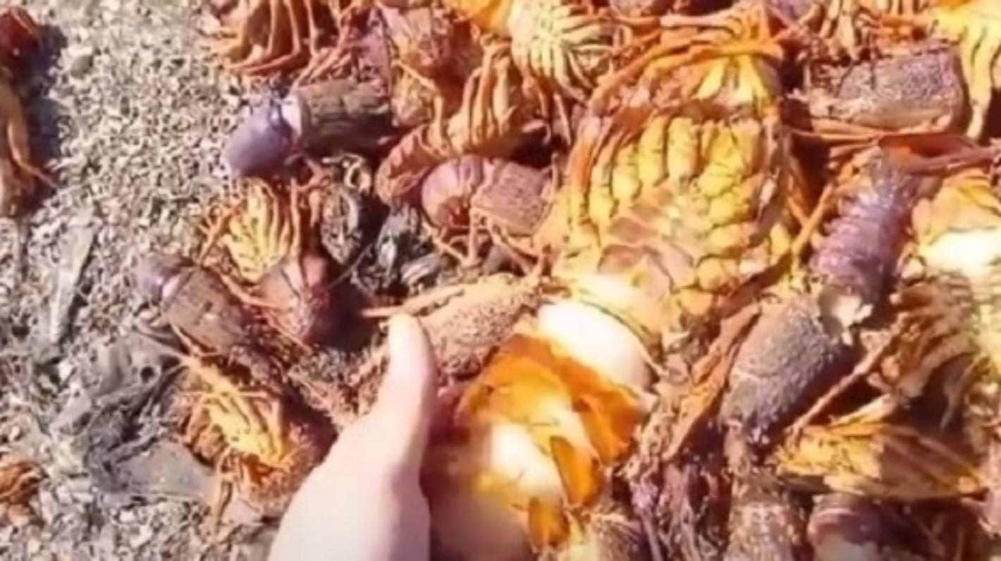 新西兰毛利海产公司扔掉300公斤龙虾烂在地里，网友心碎