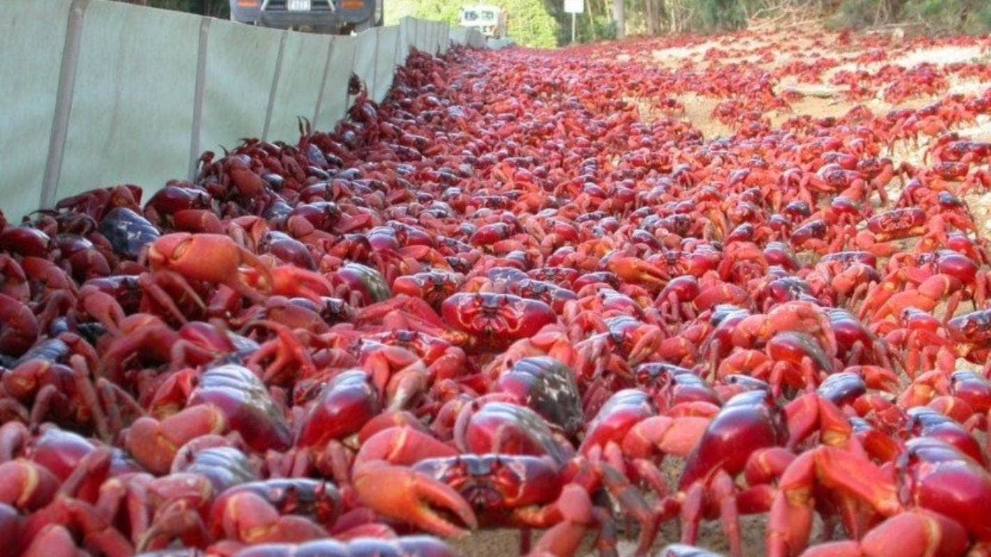 澳洲一岛屿被百万只迁徙的红蟹占领