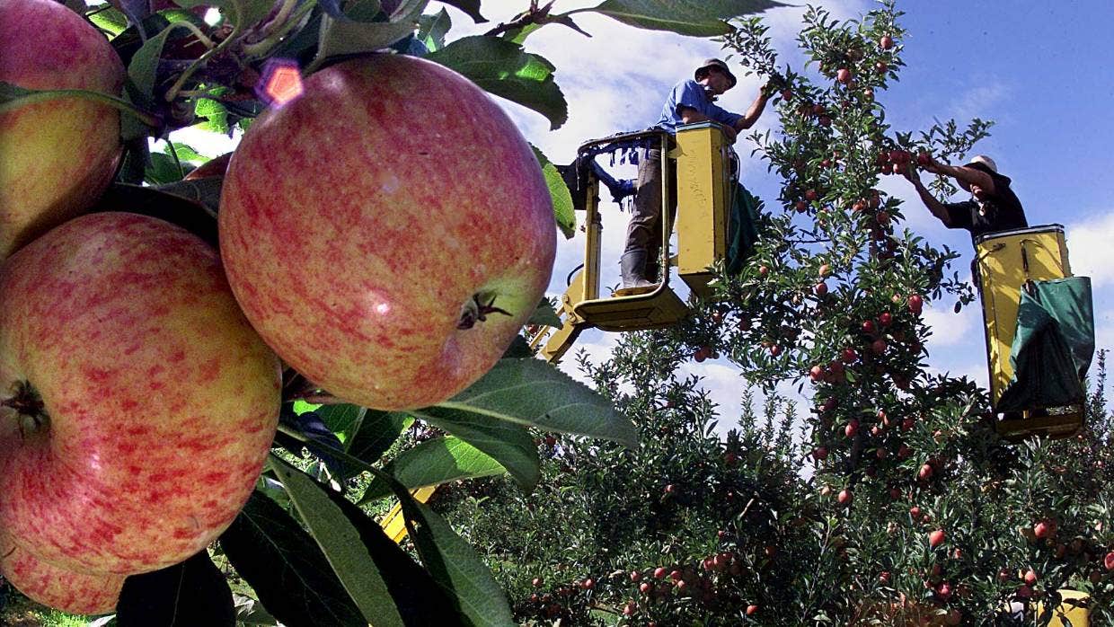缺工：损失上亿，新西兰20%苹果烂在树上无人采摘