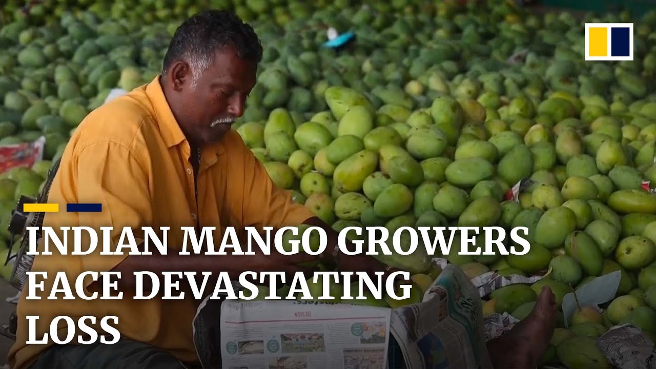 India’s mango industry faces most devastating crop loss in 50 years because of extreme weather 受极端天气影响，印度芒果今年产量50年最低 | South China Morning Post 南华早报
