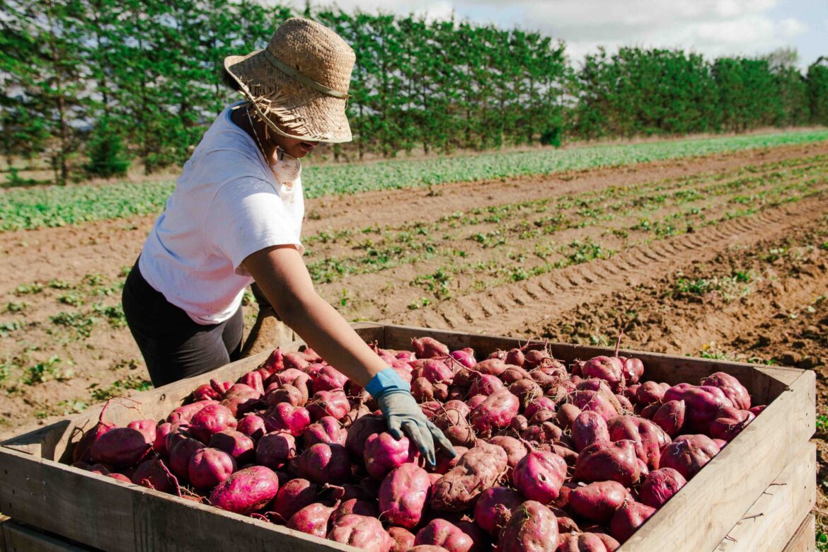 农场百科007：如何大规模种植红薯？