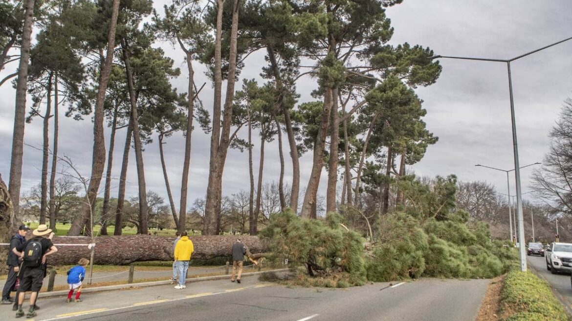 基督城一棵树龄152年松树倒伏，砸中路边停靠的车