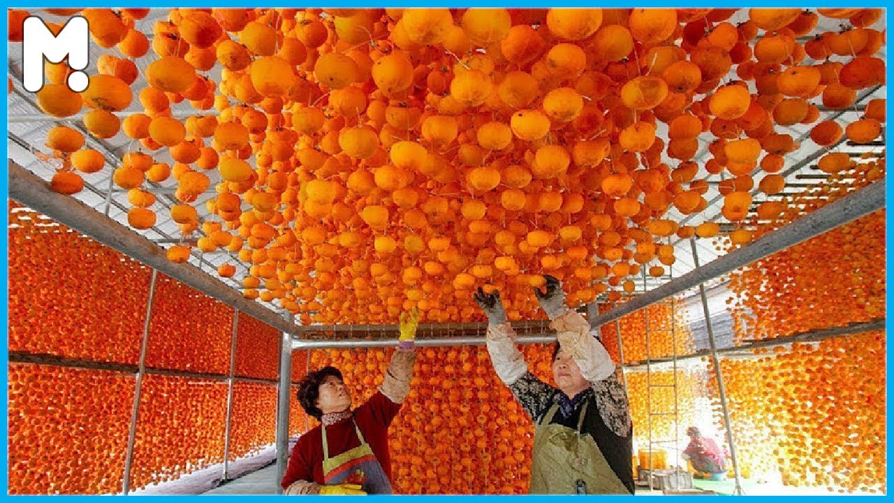 农场百科010：世界上最贵的柿子是如何种植的？柿饼如何制作？