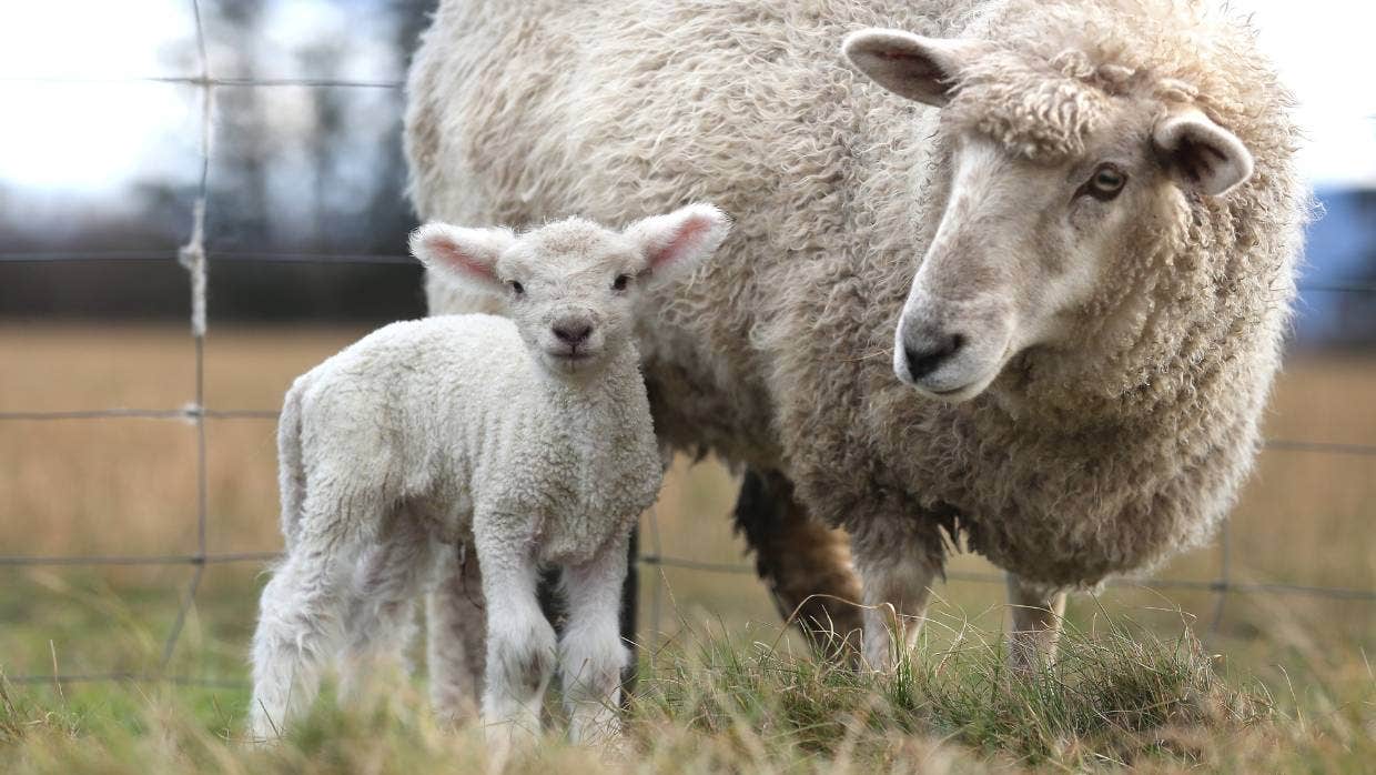 坎特伯雷地区一农场被偷800只羊