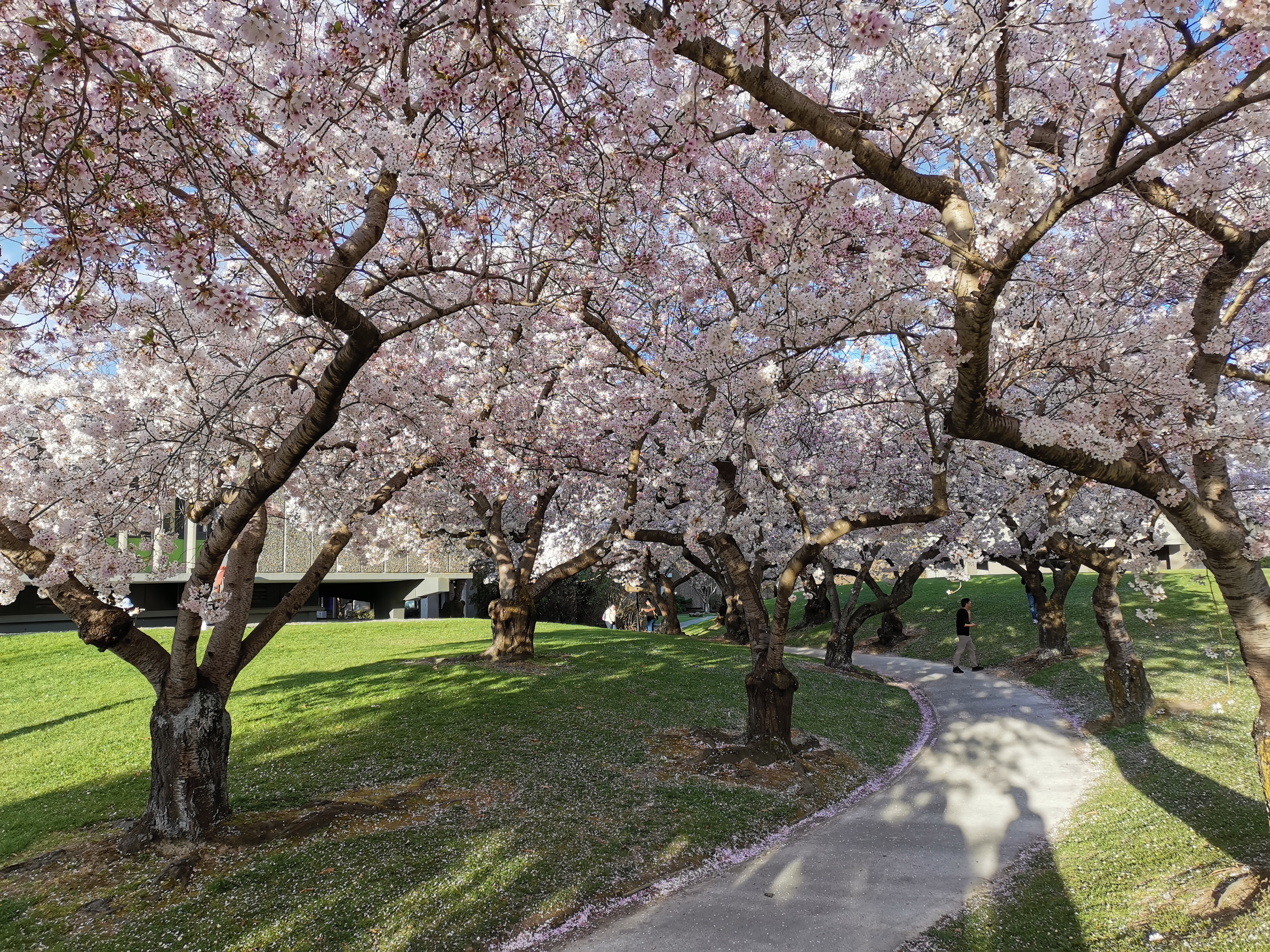 比武大更美，坎特伯雷大学唯美樱花大道（上）