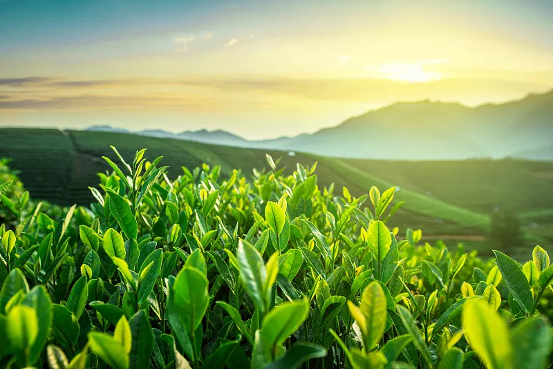 Tea: The Story of a Leaf 茶·一片树叶的故事| China Hour 纪录片珍藏