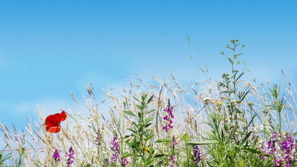 山花烂漫：坎特伯雷大学将一处校园草坪种满野花，促进生物多样性