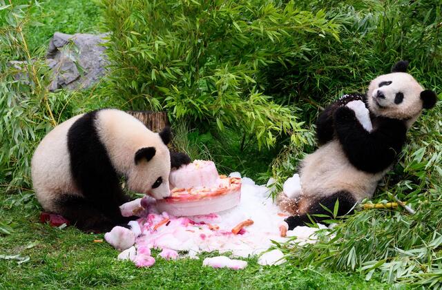 熊猫外交或将告终，美国大熊猫提前返回四川