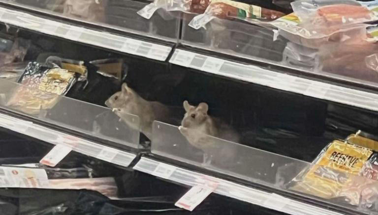 但尼丁Countdown一超市出现鼠患问题，官方要求紧急处理