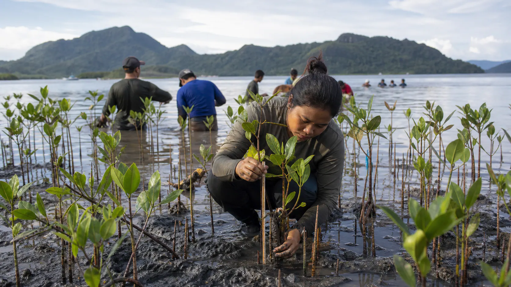 Mangrove restoration succeeds before the first seedling is planted